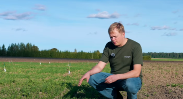 Ziemas kvieši rudenī